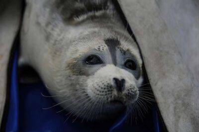 На російському узбережжі Каспію виявлено 1700 мертвих тюленів