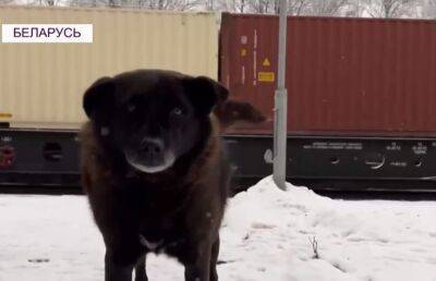 В Беларуси появился свой Хатико. Пес ждет умершего хозяина на ж/д станции уже два года