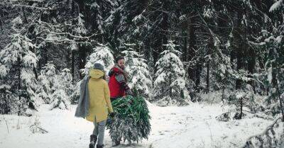 В лес за праздником! Сколько, где и каких елок можно спилить к Рождеству?