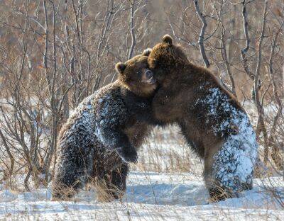 Конфискованные природоохраной незаконно содержавшиеся медведи вывезены в Германию