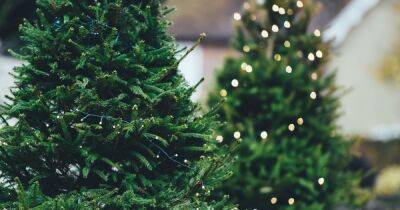 Новый год все ближе: когда в Киеве начнут продавать живые елки и где их можно купить