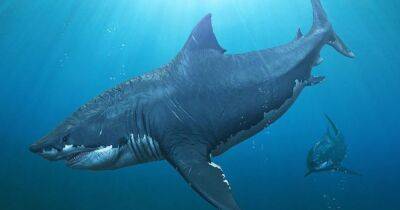 Некрополь подводного мира. На дне Индийского океана обнаружили гигантское кладбище акул (фото)
