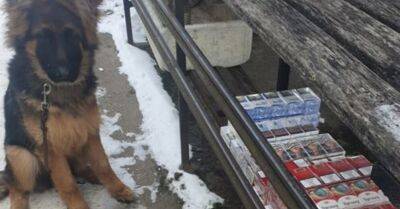 ФОТО. Во время тренировки щенок овчарки нашел нелегальные сигареты