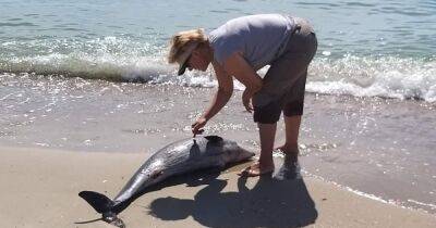 Из-за российской агрессии в Черном море погибли не менее 50 000 дельфинов, — эколог (видео)
