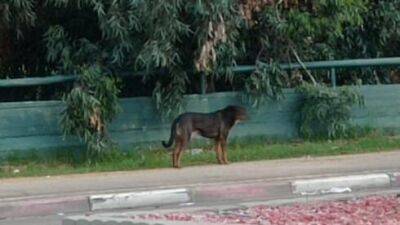 В Нетании появились стаи бродячих собак, жители боятся нападений