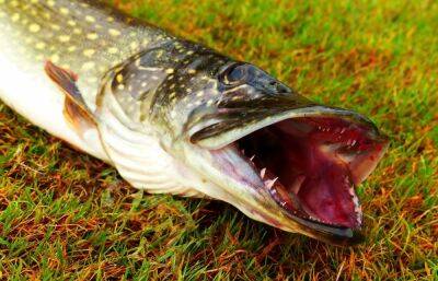 У рыб из водохранилища в Тверской области нашли паразитов