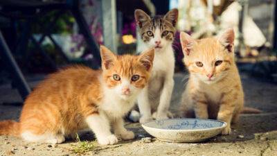 Минсельхоз выделил еще 2 миллиона шекелей на заботу об уличных кошках