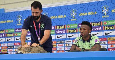 Пресс-атташе сборной Бразилии сбросил со стола кошку во время пресс-конференции на ЧМ