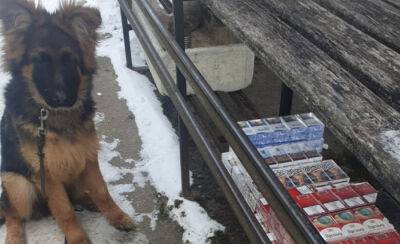 Служебная собака во время тренировки обнаружила тайник с настоящей контрабандой