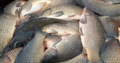 В Рушанском районе ГБАО набирает популярность разведение рыбы
