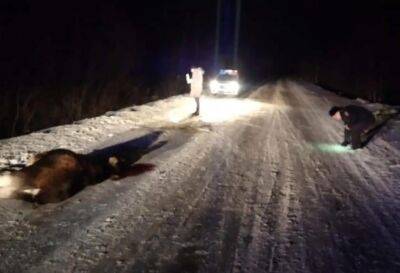 В Тверской области водитель сбил на дороге лося и скрылся с места