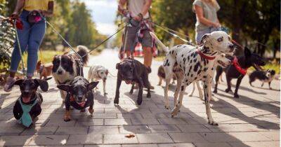 Точно не порода. Ученые выяснили, что влияет на поведение собак - focus.ua - США - Украина