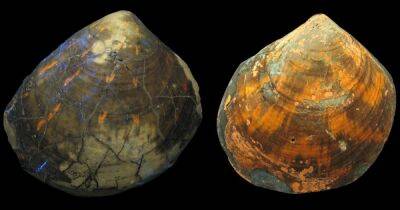 Сокровища мезозоя. На раковинах возрастом 240 млн лет обнаружили флуоресцентные цветовые узоры (фото)
