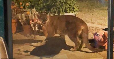 В Калифорнии сосед с ружьем спас женщину от горного льва, который утащил из дома собаку (видео)