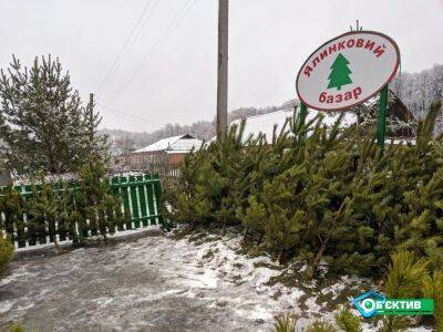 На Харьковщине цены на новогодние ёлки в этом году не повысят