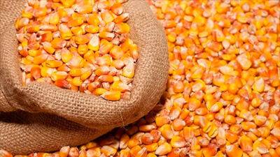 Мінсільгосп США у грудні підвищив оцінку експорту кукурудзи з України на 2 млн тонн, очікується скорочення її врожаю на 4,5 млн тонн