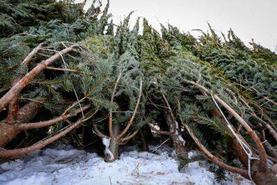 Мешканцям Києва нагадали про штрафи за незаконне вирубування хвойних дерев