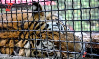 Полицейский насмерть сбил тигр на трассе в Приморье