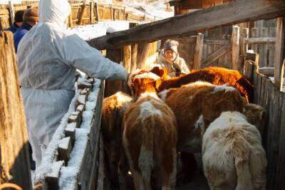 В Бурятии продолжается вакцинация скота от узелкового дерматита