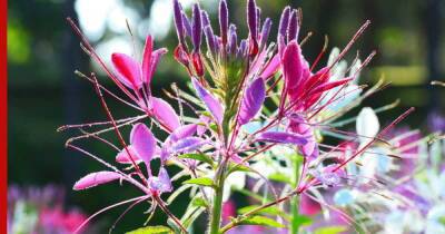 Цветут все лето: 5 неприхотливых, но ярких и красивых растений для сада