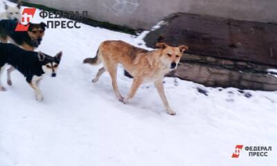 У Нового рынка в Барнауле собаки атакуют людей