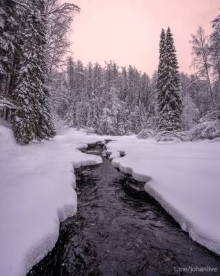 Фотограф запечатлел красоту зимнего леса в Выборгском районе