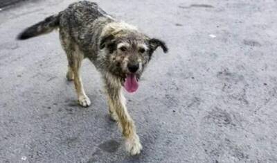 В Приморском крае ввели режим повышенной готовности из-за бездомных собак