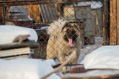 В Приморье ввели режим повышенной готовности из-за агрессивных бродячих собак