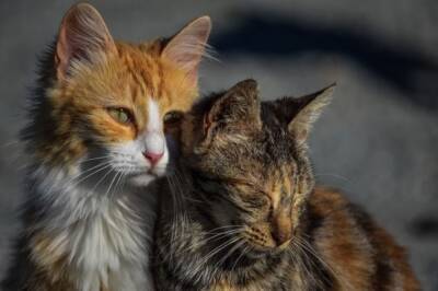 Хабаровчане уничтожают бездомных кошек