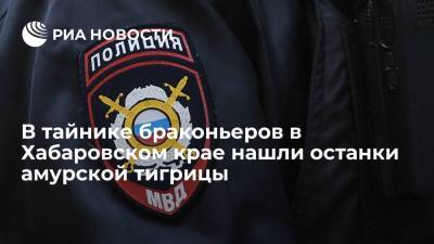 В браконьерском тайнике в Хабаровском крае нашли останки краснокнижной амурской тигрицы