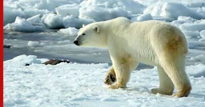 Потепление в Арктике поставило белых медведей на грань выживания