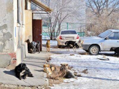 В Приморье ввели режим повышенной готовности из-за угрозы нападения бездомных собак