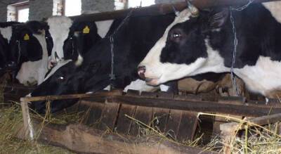 В Чувашии увеличили выплату на коров, но выдадут ее не всем владельцам крупнорогатого скота