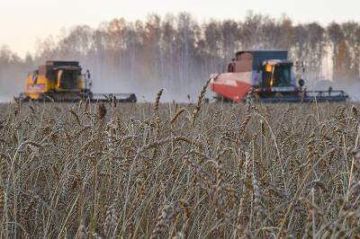 Отмечено стремительное падение мировых цен на пшеницу