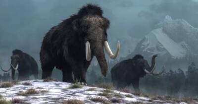 Игра в бога. Ученые воскресят шерстистых мамонтов, чтобы создать арктических слонов