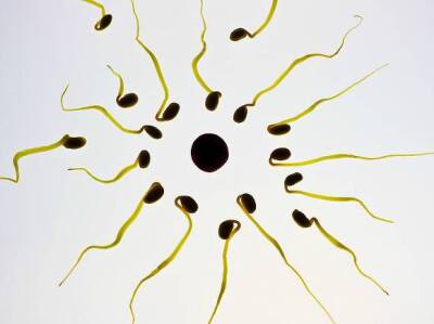Петербургский репродуктолог: Эмбриологи научились выращивать сперматозоиды из женских клеток