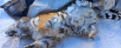 В Хабаровском крае нашли тайник с тушей амурского тигра