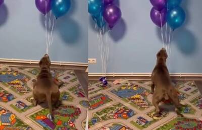 На видео попала смешная реакция пса на воздушные шары. Такого вы еще не видели, посмотрите!