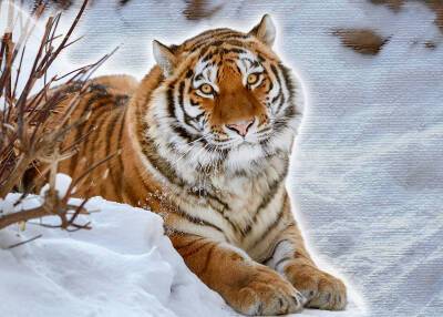В России создадут национальный парк амурского тигра