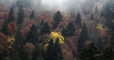 Ученые сосчитали все виды деревьев на Земле: им помогла шифровальная машина нацистов "Энигма"