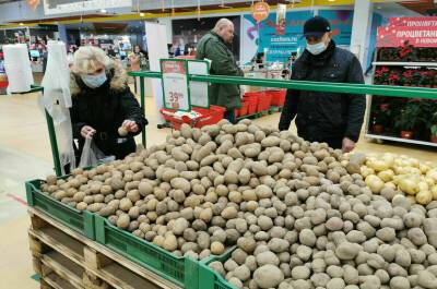 В России произвели 19 тысяч тонн семян картофеля в 2021 году
