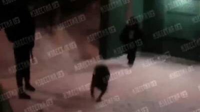 Полицейский выстрелил в напавшего на него стаффорда в Москве