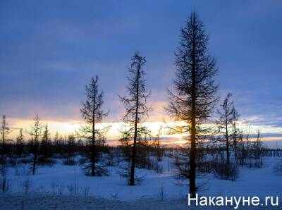 На Ямале подано 554 заявки на "арктический гектар"