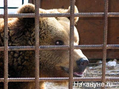 "Прикрытое" дело: появились новые подробности расстрела медведей в Приангарье
