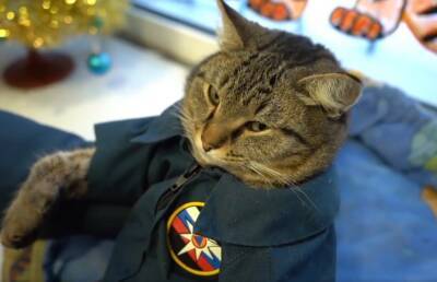 В российской пожарной части поселился кот Семен. Он ходит на построения, провожает караулы на вызовы и просто работает талисманом