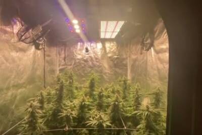 В Пензе молодой человек организовал домашнюю плантацию марихуаны