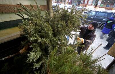 Почти 28 тысяч деревьев сдали москвичи по акции "Елочный круговорот"