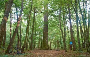 Ученые подсчитали количество еще неоткрытых видов деревьев