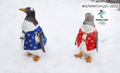 Гоу кататься: пингвины Нанкина поднимают олимпийский дух жителей и гостей города