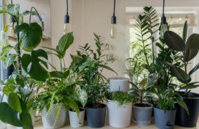 Как правильно подобрать удобрения для комнатных растений?